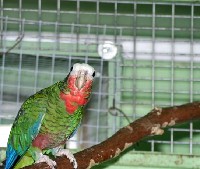 Klatka dla papugi Amazonki kubańskiej