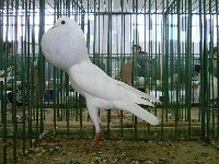 Biały gołąb rasy garłacz brneński