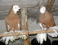 Dwa gołębie turkoty