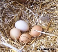Jaja kurze często są dodawane do paszy jako element wzbogacający