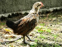Młoda kura rasy shoukoku