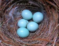 Musimy starać się stworzyć jajom warunki jak najbardziej zbliżone do naturalnego gniazda