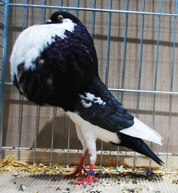 Garłacz Norwicki Ptaki ozdobne