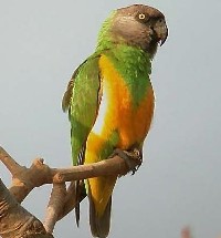 Apapuga afrykanka senegalska