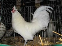 Biała kura Brabanacka