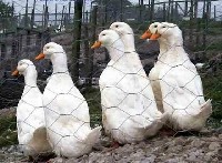 Ferma kaczek - białych rasy Pekin