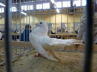 Gołąb litewski jednokolorowy podczas wystawy ptaków