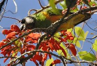 Papuga senegalska
