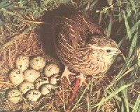 Samica z jajeczkami