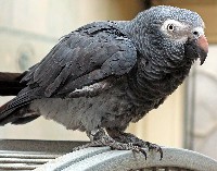 Papuga żako - Psittacus erithacus